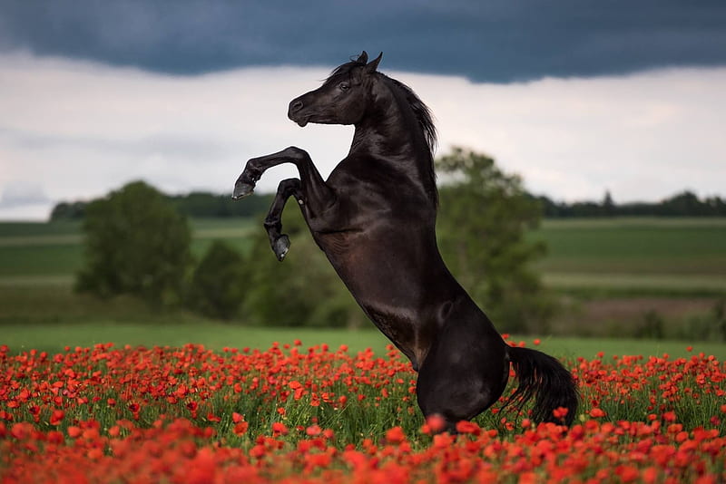 Stallion Rearing Up in Poppy Field, Flowers, Field, Stallion, Nature, White Clouds, Summer, Sky, Horse, Horizon, Clouds, Poppy Field, Poppies, HD wallpaper