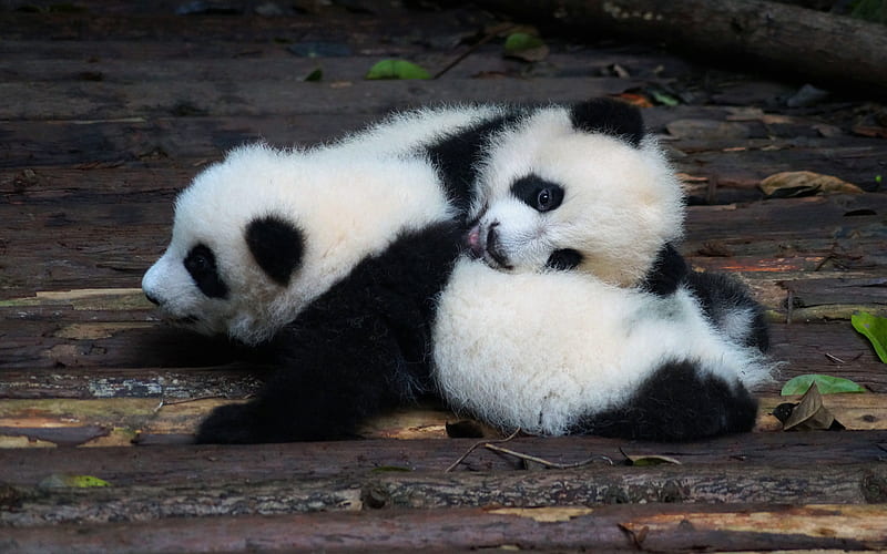 little pandas, cute animals, teddy bears, pandas, wildlife, pandas cubs, HD wallpaper
