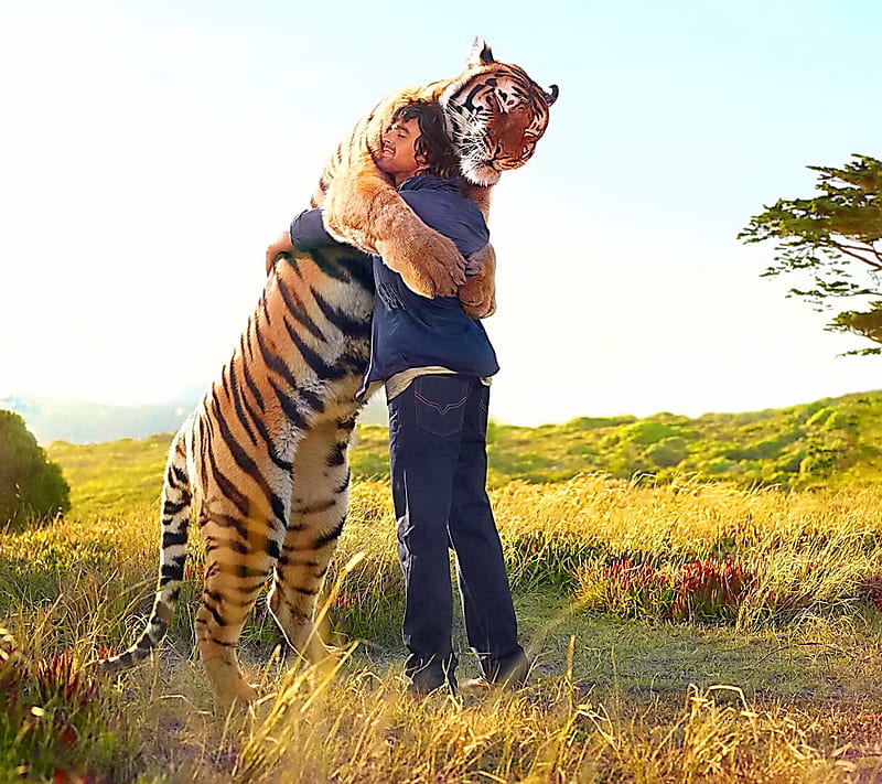 Tiger Hug, human, funny, HD wallpaper