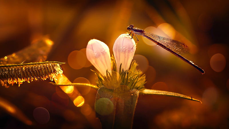 Insects, Dragonfly, Flower, Insect, HD wallpaper | Peakpx