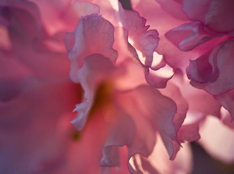 Pink Blossom Petals Macro Ultra, Cute, Flower, Spring, Abstract, Pink, Tree, Plant, Macro, Blossom, Growing, Prunus, cherryblossom, pedals, japanesecherry, 60mm f/2.8, kwanzan, OrientalCherry, HD wallpaper