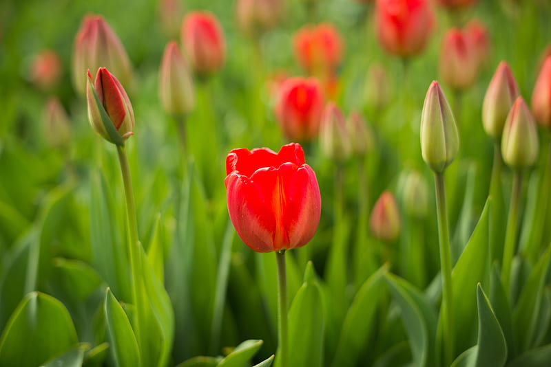 tulip, flower, bud, red, HD wallpaper