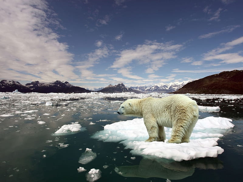 Global Warming, save, warming, bear, antarctica, polar, global, HD wallpaper