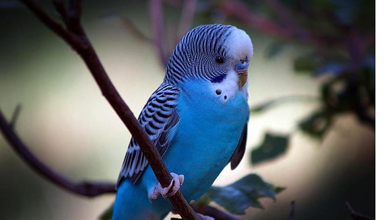 Parakeet, white, bird, blue, HD wallpaper