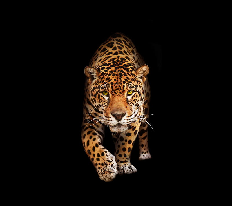 HD lovely leopard wallpapers