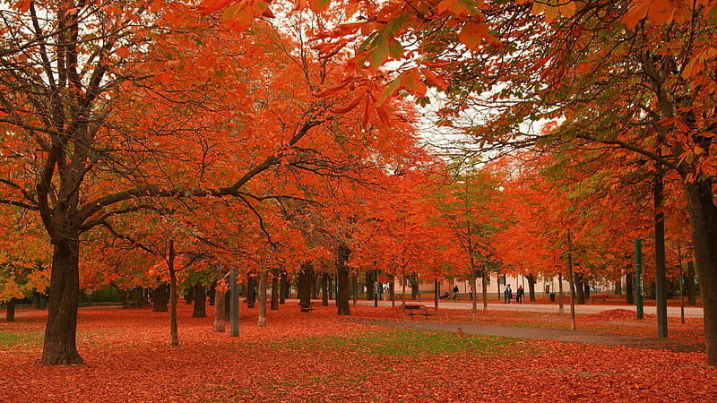 Red Autumn Leafed Trees In Park With Wood Benches Nature, HD wallpaper