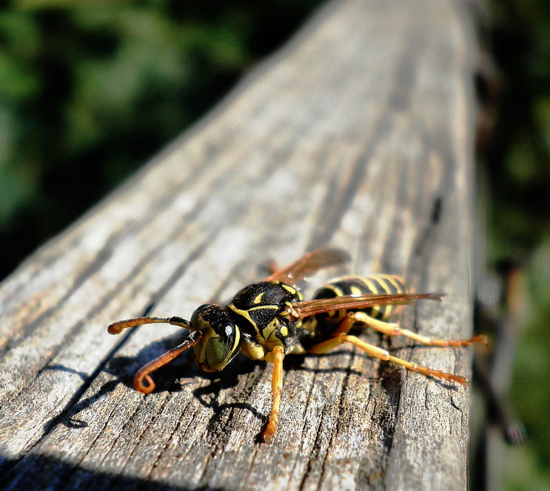 Wasp sunbathing, bee, bug, insect, sun, tree, wood, yellow, HD wallpaper