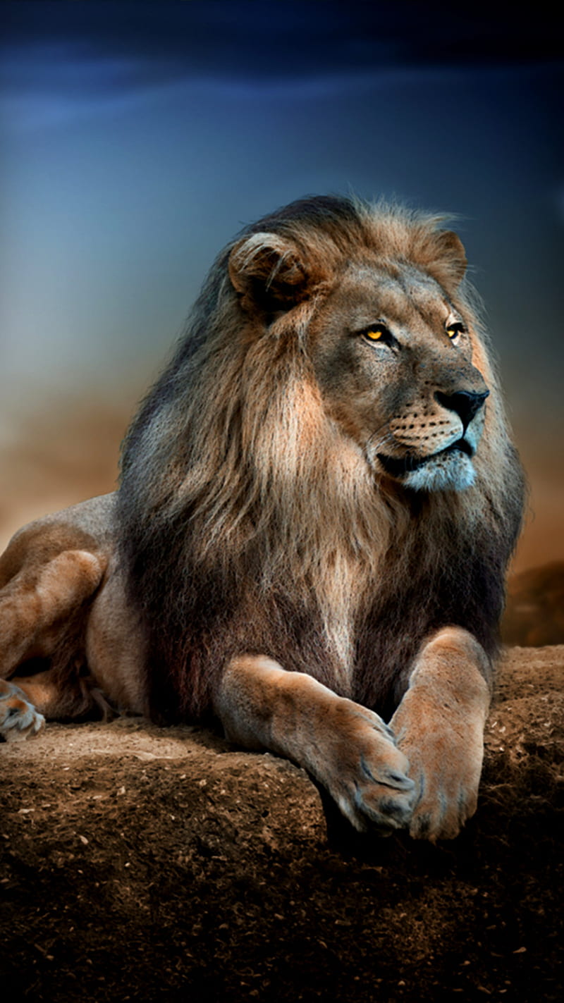 Majestic Lion, lion, majestic, HD phone wallpaper