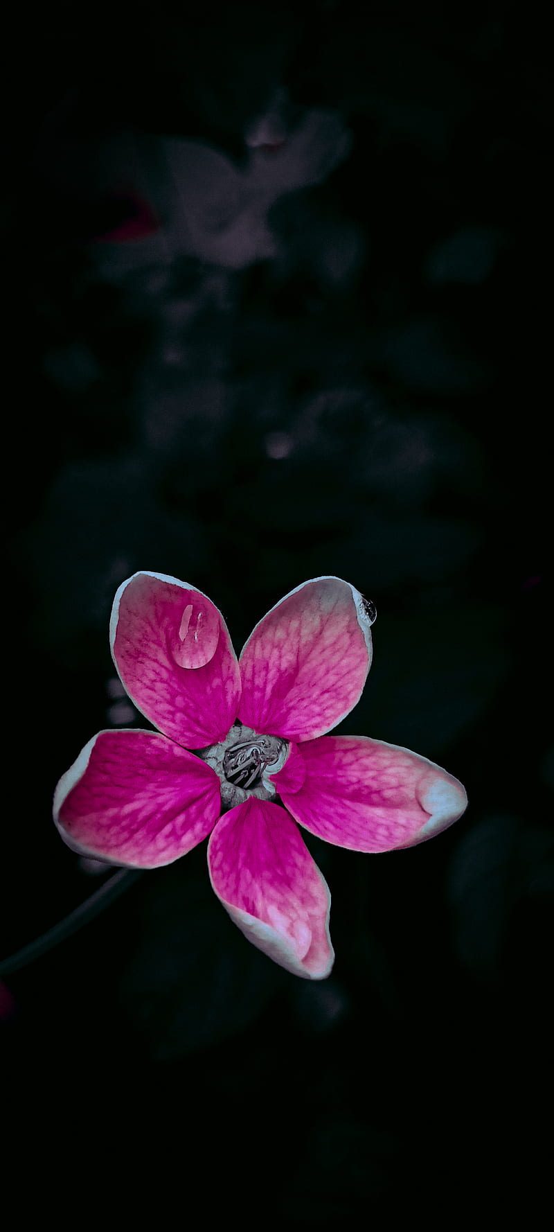 Pink Flower, flowers, pink black, pink fade, pinkies, dark, pinkfade,  lighting, HD phone wallpaper | Peakpx
