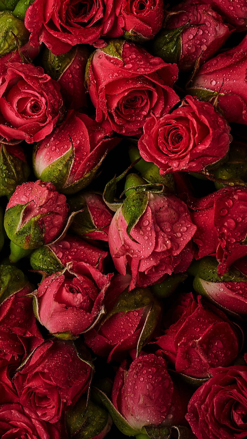 Valentine roses, bonito, drops, love, red, water, HD phone wallpaper