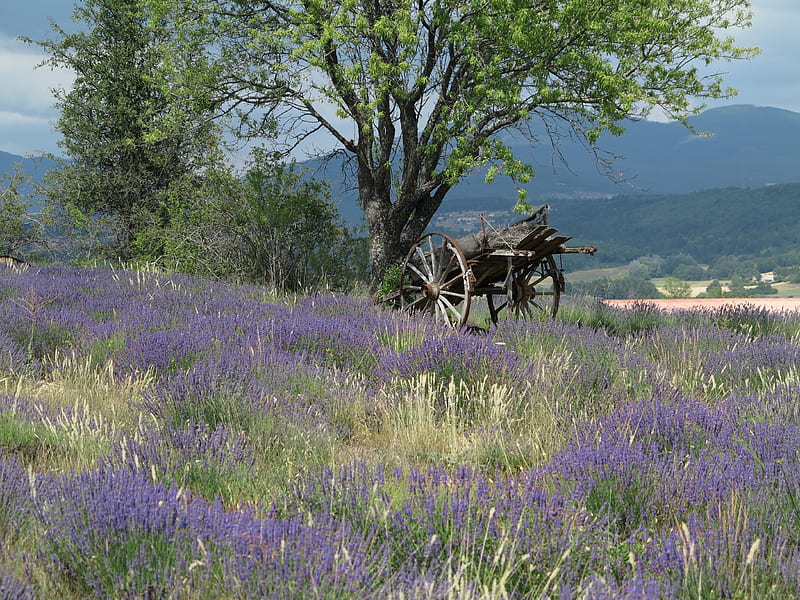 Lavender field in Provence, France, Provence, Cart, France, Lavender, Farm, Field, HD wallpaper