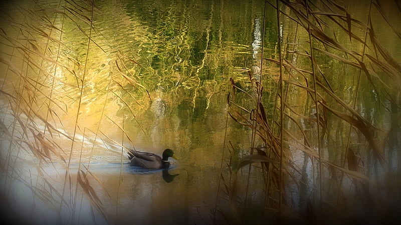 the duck and the morning dust 16:9, duck, bird, wild, bath, spring, morning, swimm, dust, HD wallpaper