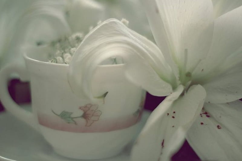 Tea with Lily, lily, flower, white, tea, HD wallpaper | Peakpx