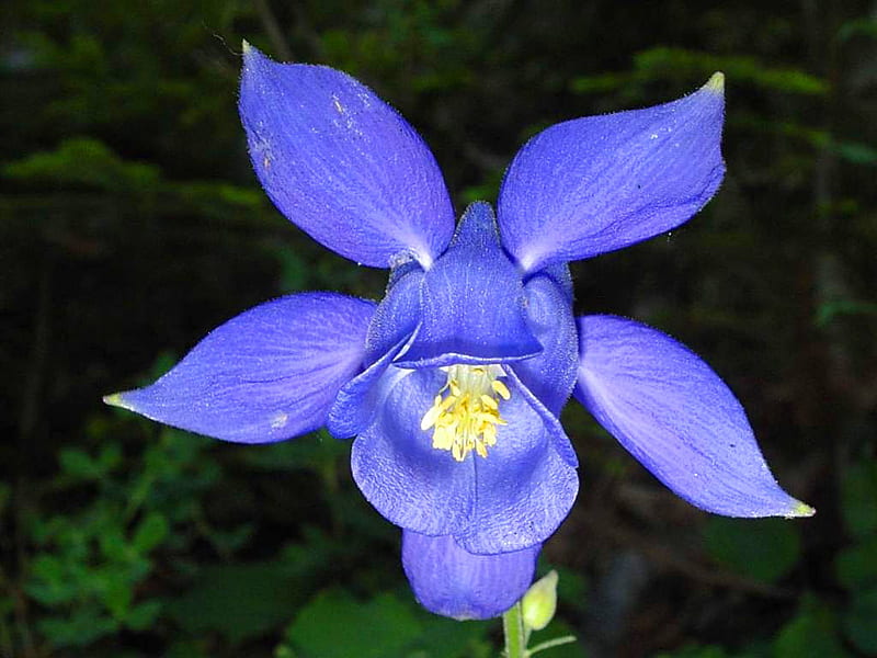 aquilegia, flower, nature, blue, HD wallpaper