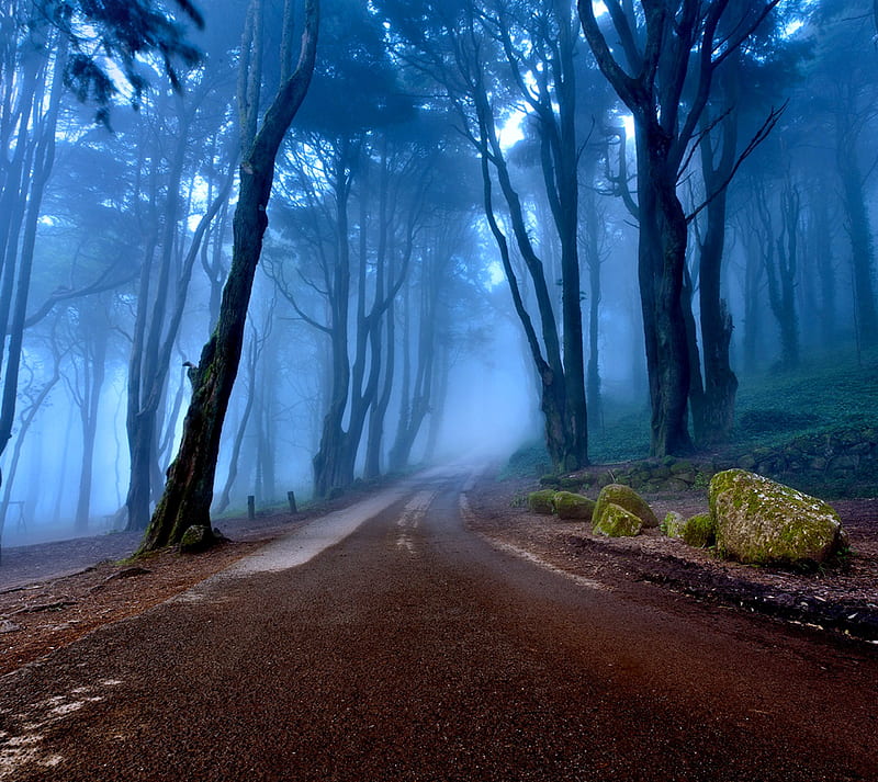 portugal, forest, landscapes, nature, road, trees, HD wallpaper