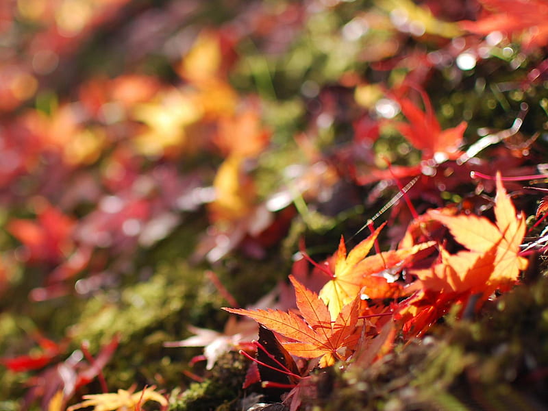 fallen maple leaves-Autumn landscape, HD wallpaper