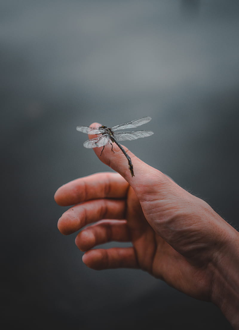 dragonfly, insect, hand, fingers, HD phone wallpaper
