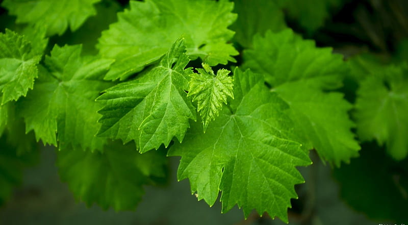 Grape leaves, leaf, graphy, leaves nature, HD wallpaper