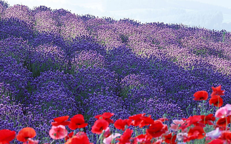 Poppies and Lavender, red, blossoms, summer, field, blue, HD wallpaper