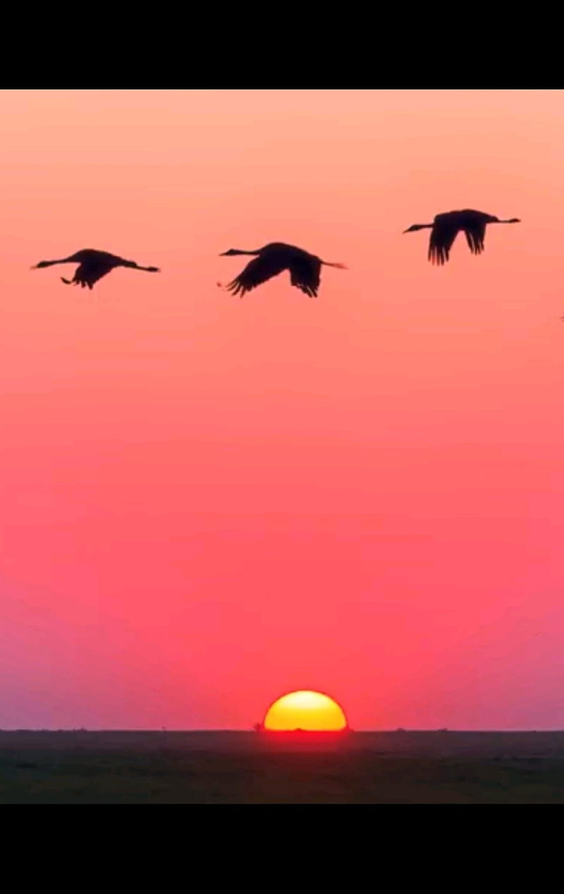 Sunset, beach, bird, sun, sunrise, HD phone wallpaper