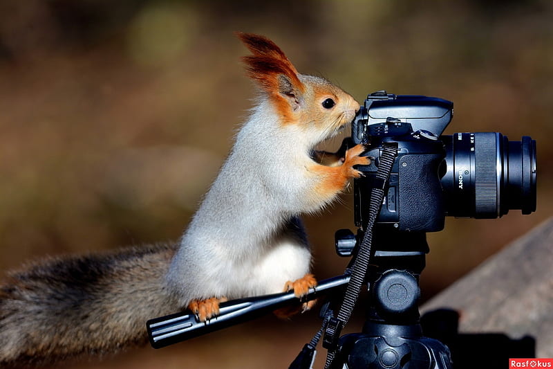 Funny squirrel, red, veverita, squirrel, paw, black, camera, animal, cute, funny, HD wallpaper