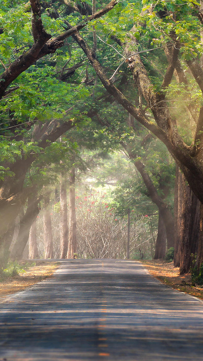 Path of trees , trees, nature, landscape, road, ultra, HD phone wallpaper