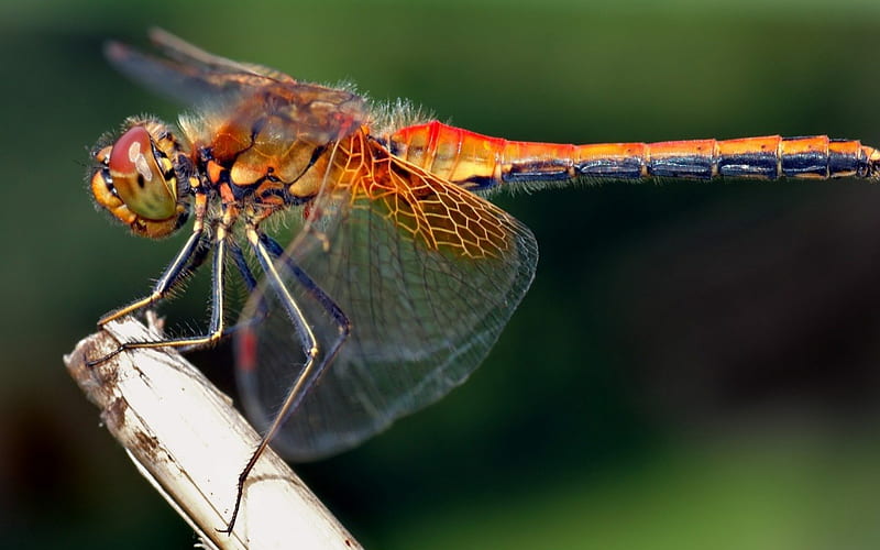 Dragonfly, red, wings, orange, spring, animal, green, insect, nature, HD wallpaper