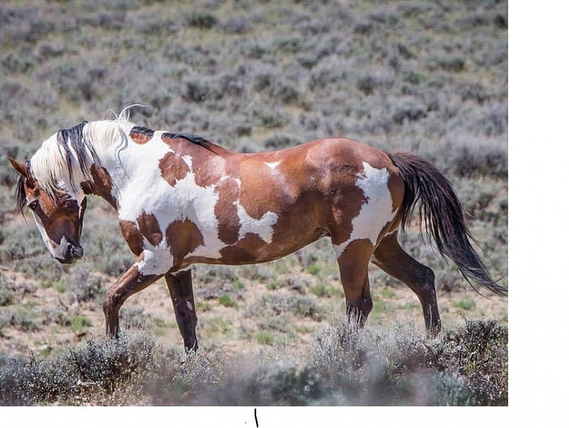 the wild one, brown, wild, white, horse, pinto, HD wallpaper