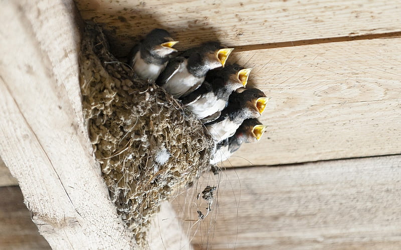 Swallow Chicks in Nest, birds, swallows, nest, animals, HD wallpaper