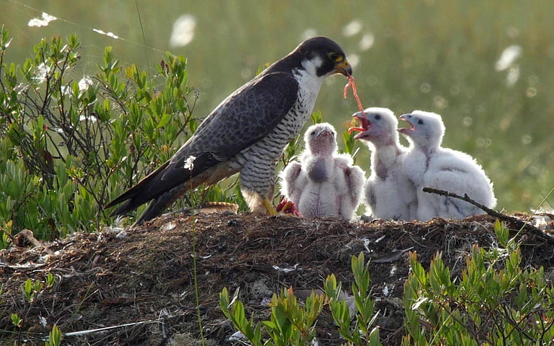 Peregrine Falcon and Chicks, birds, falcon, nest, chicks, HD wallpaper