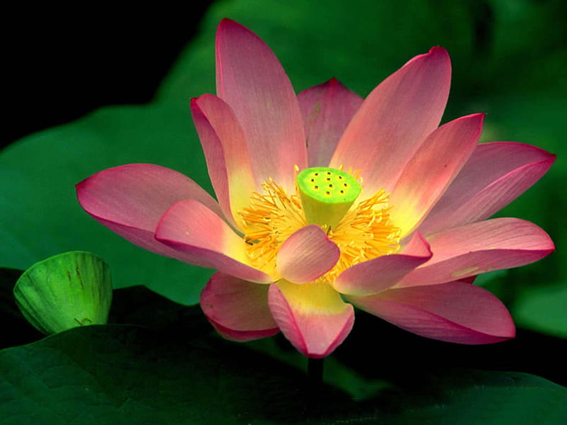 Bright-lotus, bright, flower, nature, lotus, HD wallpaper | Peakpx