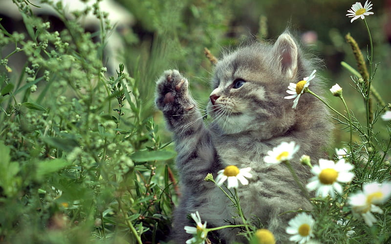 gray kitten, green grass, cats, small cat, cute animals, HD wallpaper