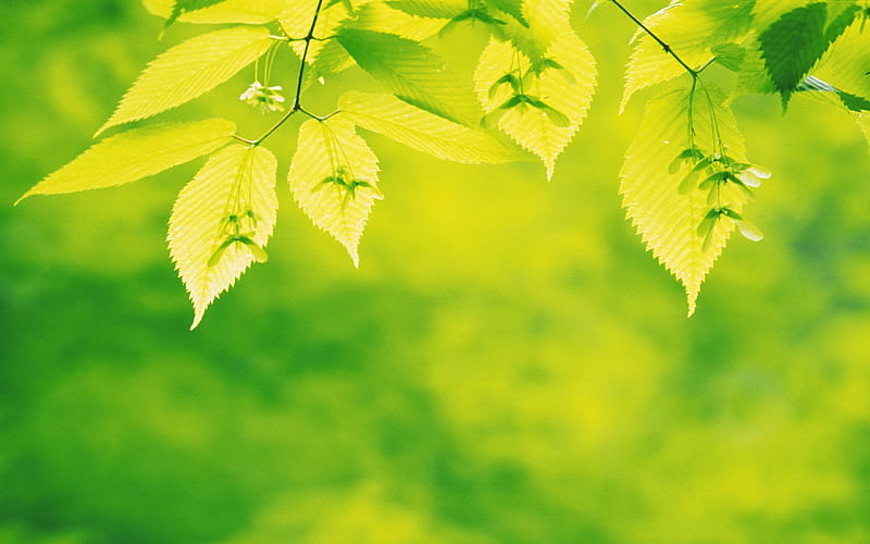 Green leaves-Plant macro graphy, HD wallpaper