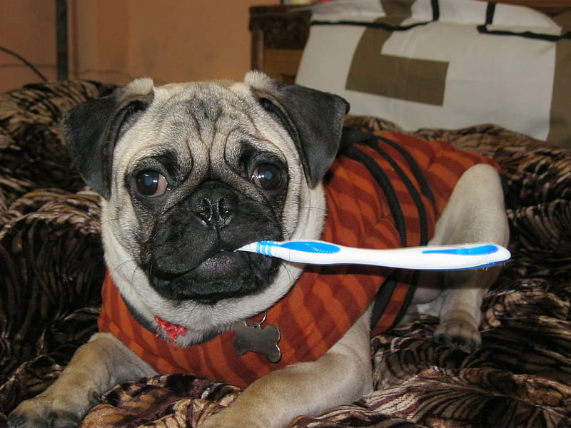 a gud habit, tooth brush, with name plate, pug, on bed, HD wallpaper