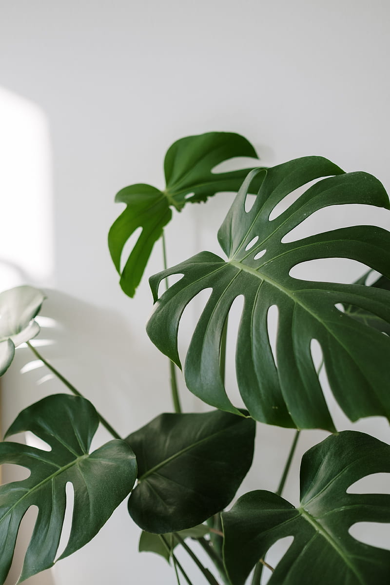 Aesthetic Plant Pictures  Download Free Images on Unsplash