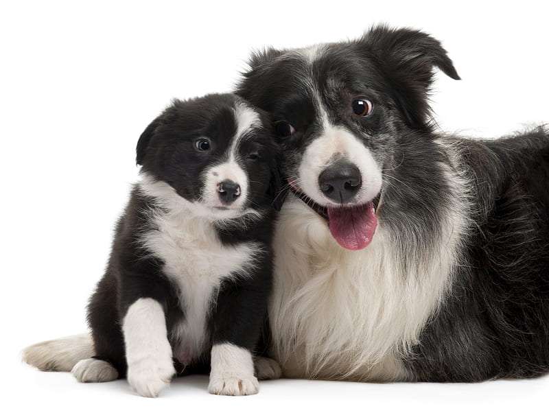 Border collies, Anglo Scottish border region, Bred for intelligence and obedience, Herding dog breed, HD wallpaper