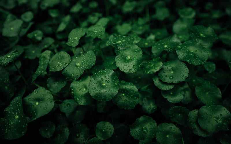 green leaves texture, leaves with drops, eco backgrounds, green leaves, natural textures, leaves, HD wallpaper