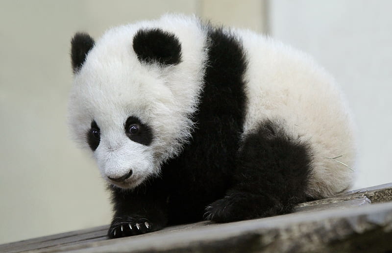 Panda cub, panda, cute, cub, bear, black, white, HD wallpaper