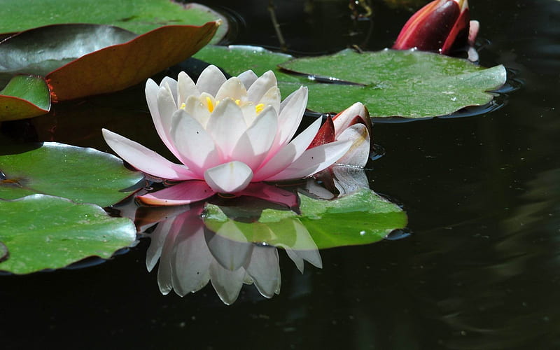 Pink water lilies-2012 flowers Featured, HD wallpaper