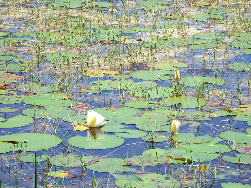 ~Lilly Pads in a Pond~Cypress Creek Preserve, Land O' Lakes, FL, graph, florida, water, preserve, lilly pads, fresh water, flowers, nature, lillys, HD wallpaper