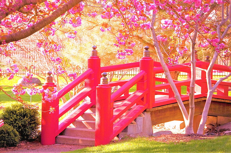 Cherry Blossom Bridge, nature, blossom, bridge, cherry, HD wallpaper