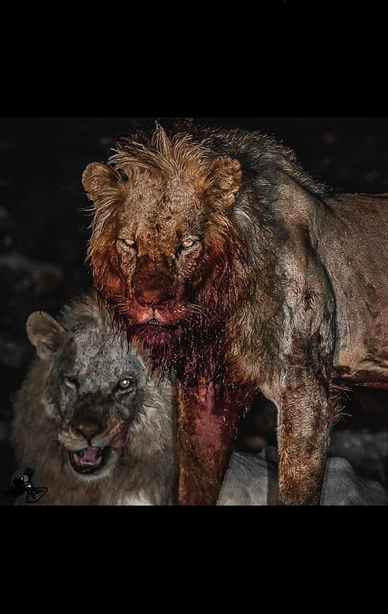 Blood lion, lions, HD phone wallpaper