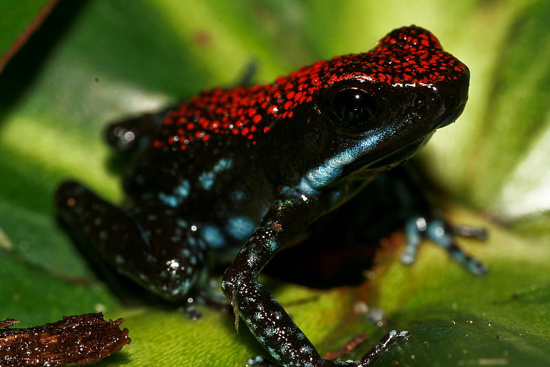 Ruby Poison Arrow Frog, ruby frog, frog, poison ruby frog, poison arrow ...