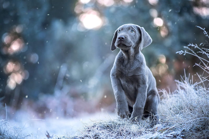 The Weimaraner, Puppy, gris, Frost, Snowfall, HD wallpaper