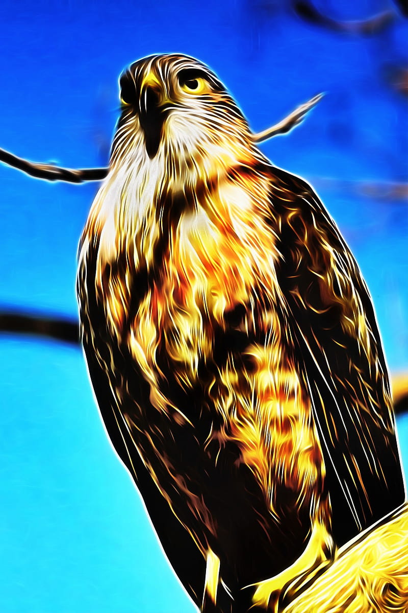 Fire falcon, animal, birds, falcon, nature, wildlife, HD phone wallpaper