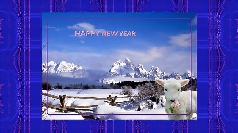 Happy New Year from a Lamb, New Year, background, hoping, abstract, card, Paint net, snow, lamb, white, blue, HD wallpaper
