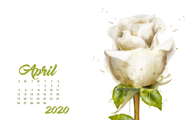2020 April Calendar, white rose, April, 2020 spring calendars, 2020 concepts, roses, April 2020 Calendar, HD wallpaper