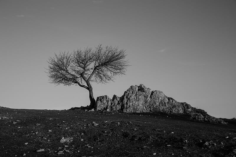tree, rock, bw, minimalism, HD wallpaper