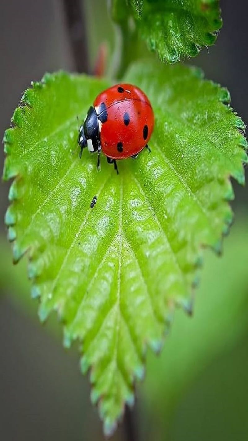 Ladybug, leaf, HD phone wallpaper