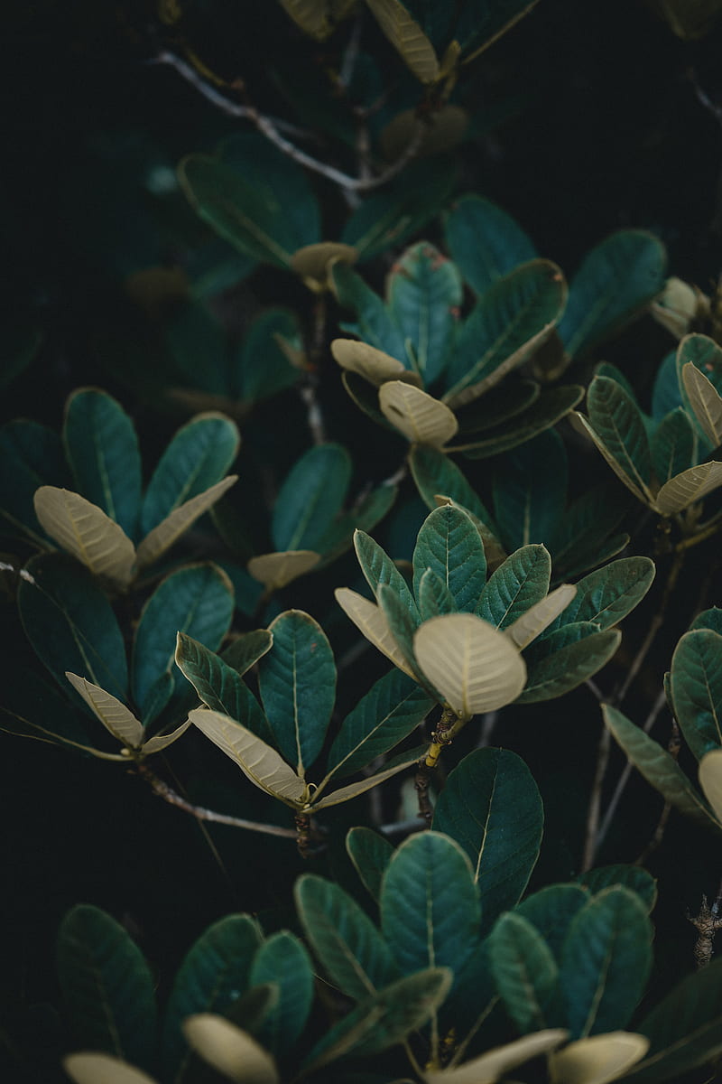 leaves, plant, veins, bush, HD phone wallpaper